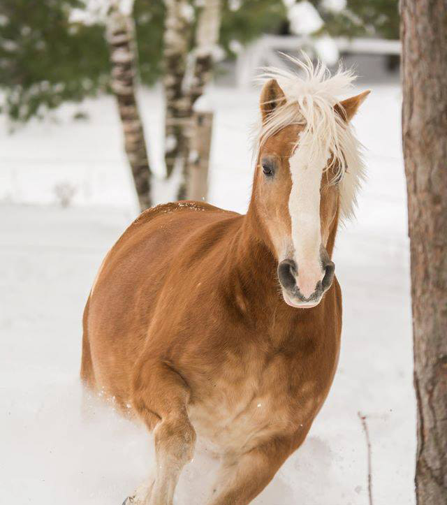 Haflinger Ponies